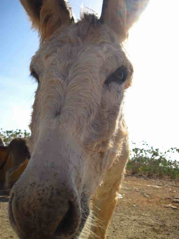 donkey sanctuary photo